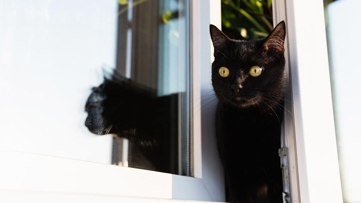 sindrome paracaidas gatos 4