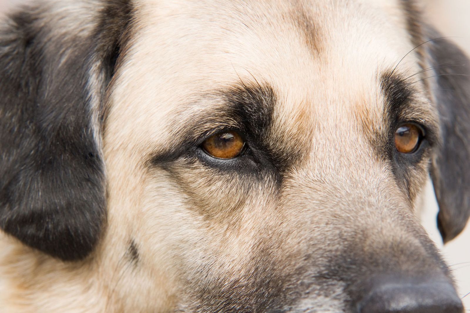 kangal turco perro gigante mascara kangal turco perro gigante mascara