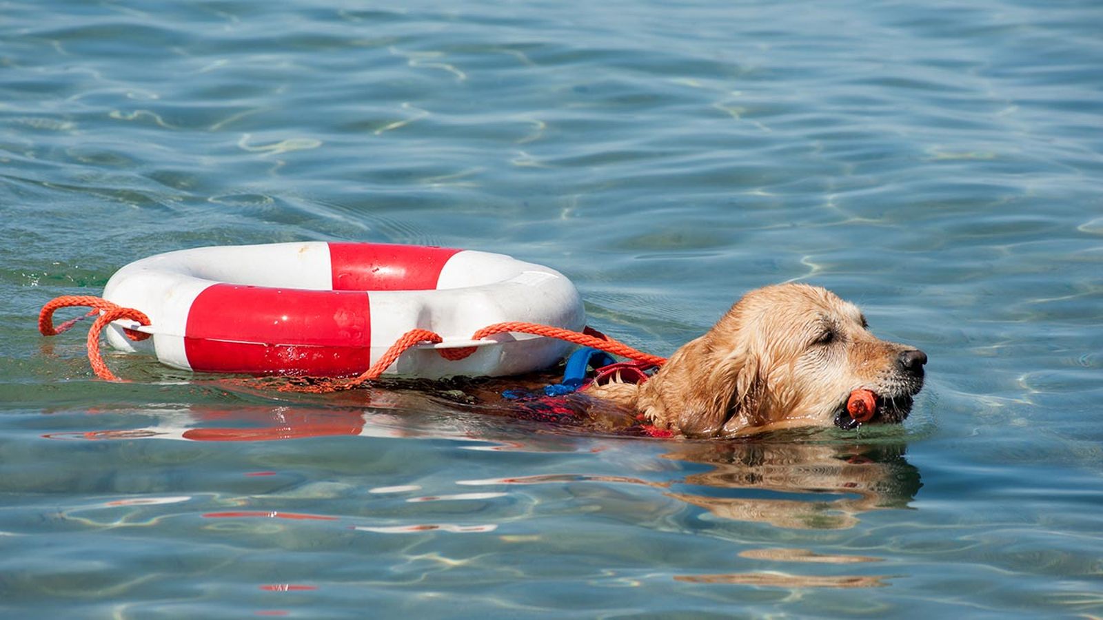 perros rescate portada