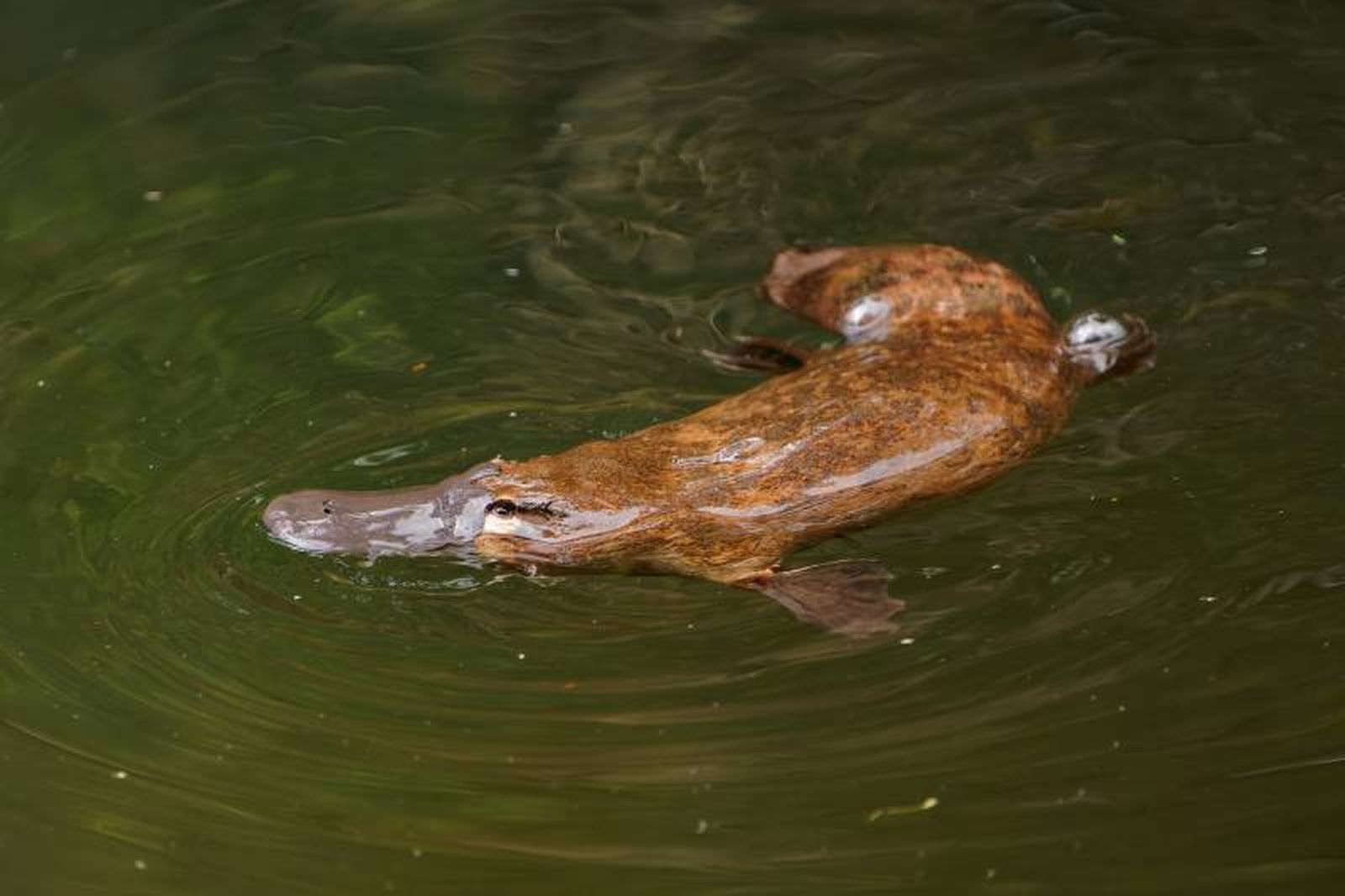 Los únicos monotremas que actualmente existen son el ornitorrinco y 4 especies distintas de equidnas. Los únicos monotremas que actualmente existen son el ornitorrinco y 4 especies distintas de equidnas.