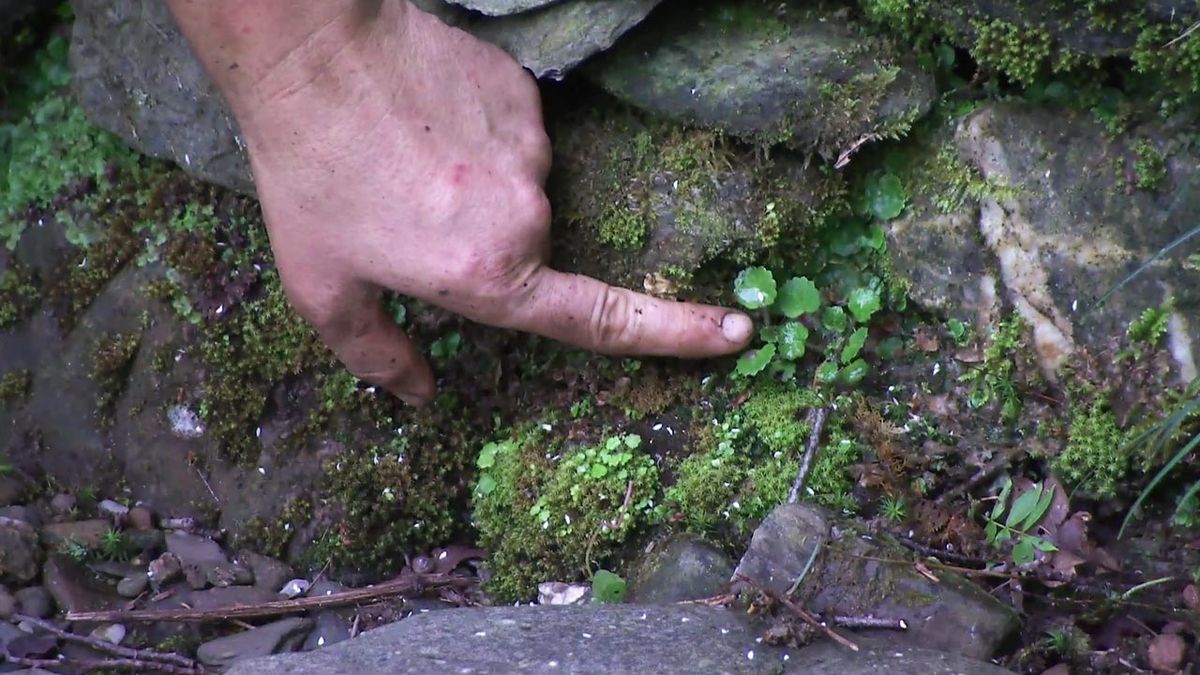 deco 777 jardin saxifragas espontaneas