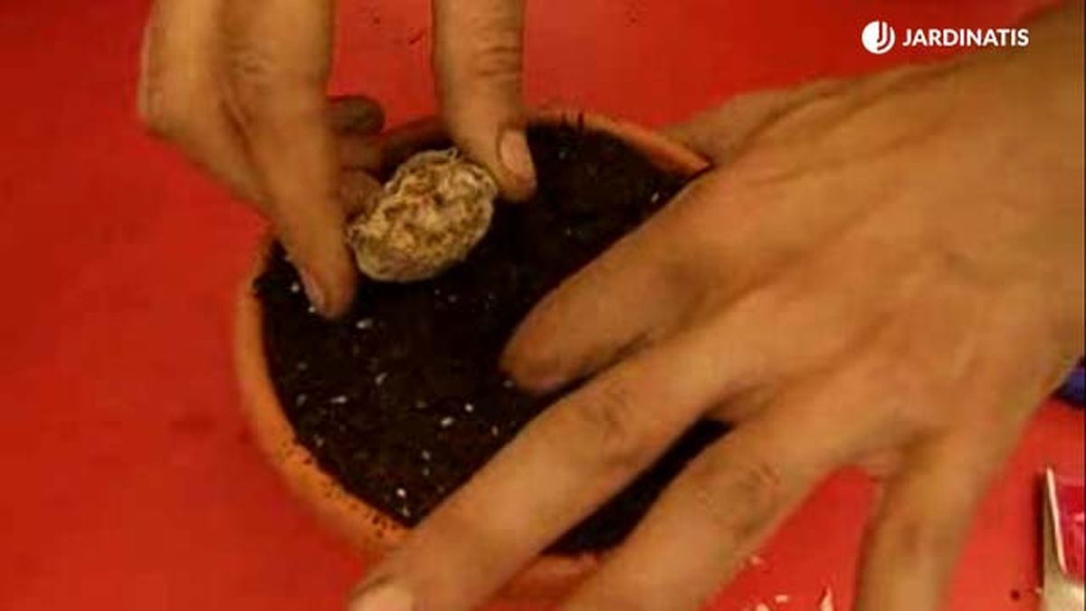 plantar bulbo de cala lirio de agua brico 370 jardinaris