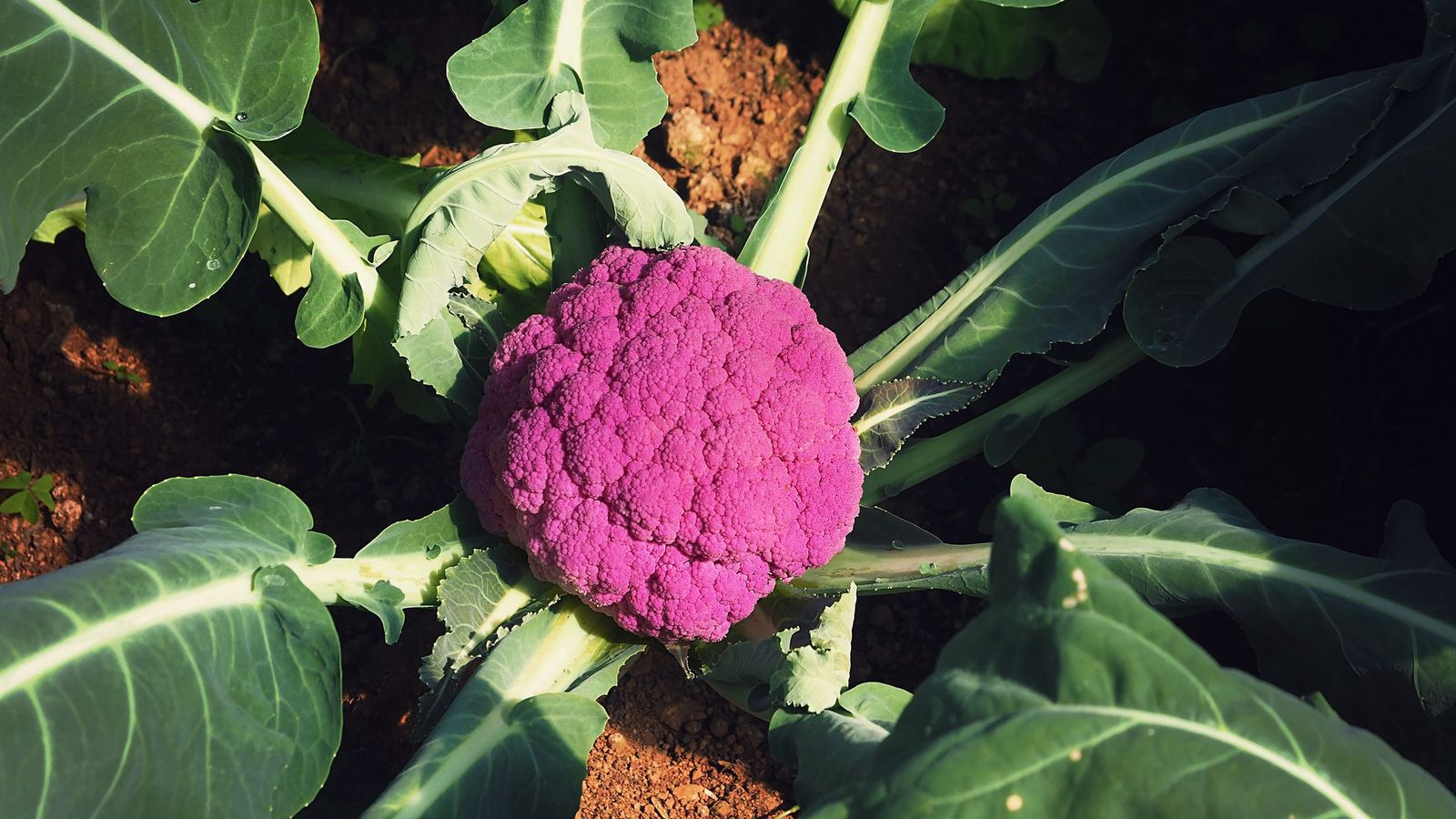 La col morada es rica en vitaminas y antioxidantes La col morada es rica en vitaminas y antioxidantes