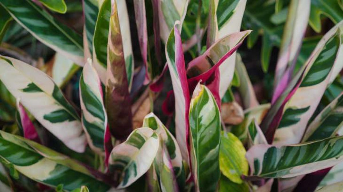 planta stromanthe triostar