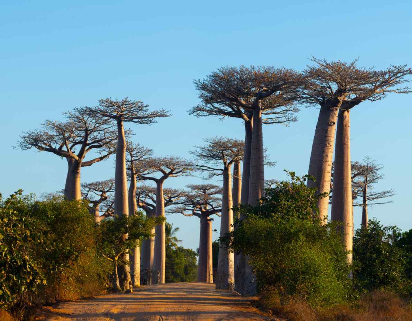 En África existe una gran variedad de planta.