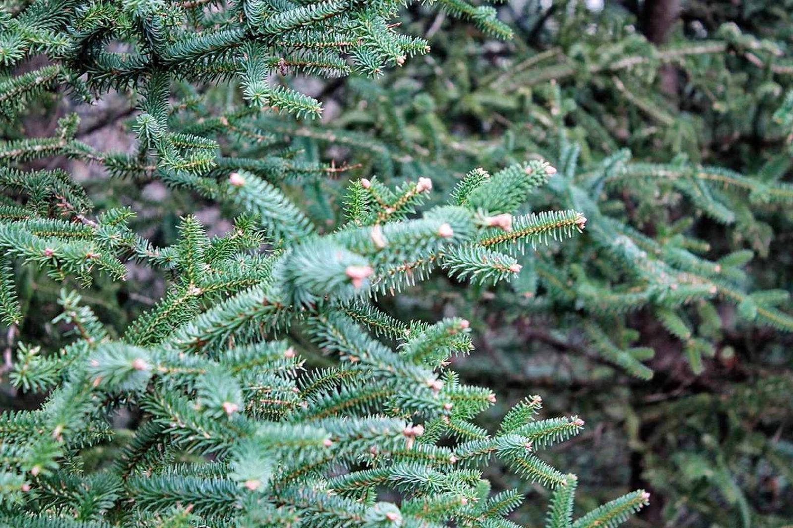 Pinsapo.