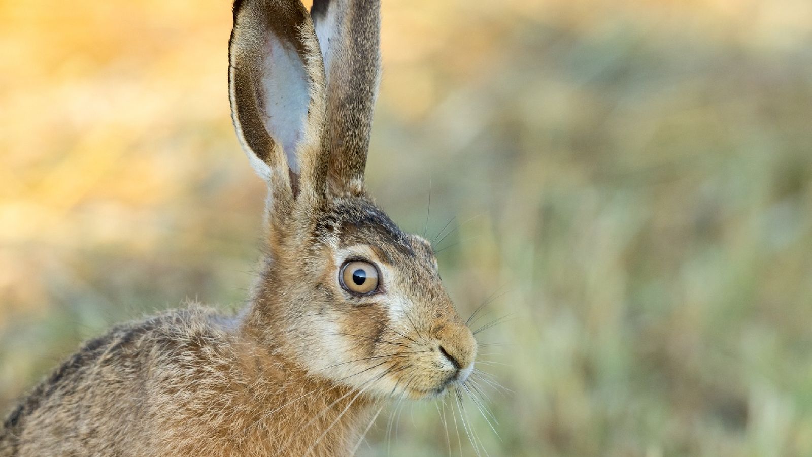Las liebre tienen las orejas mucho más largas y delgadas que los conejos Las liebre tienen las orejas mucho más largas y delgadas que los conejos