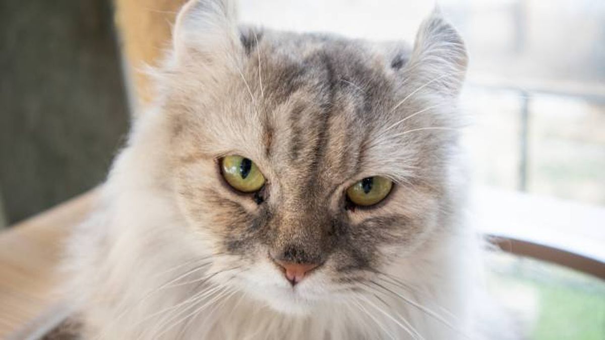 El American Curl destaca por tener sus orejas hacia atrás