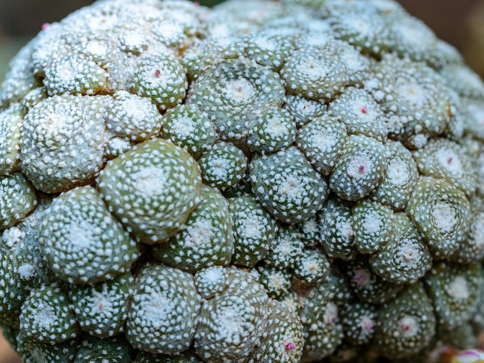 Blossfeldia liliputana, el cactus sin espinas más pequeño del mundo.
