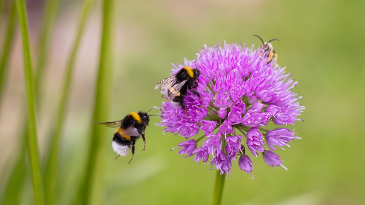 Las abejas hibernan hasta la primavera