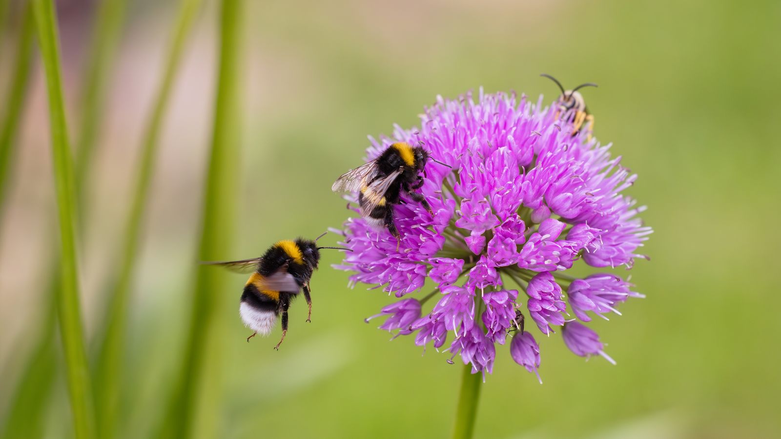Las abejas hibernan hasta la primavera