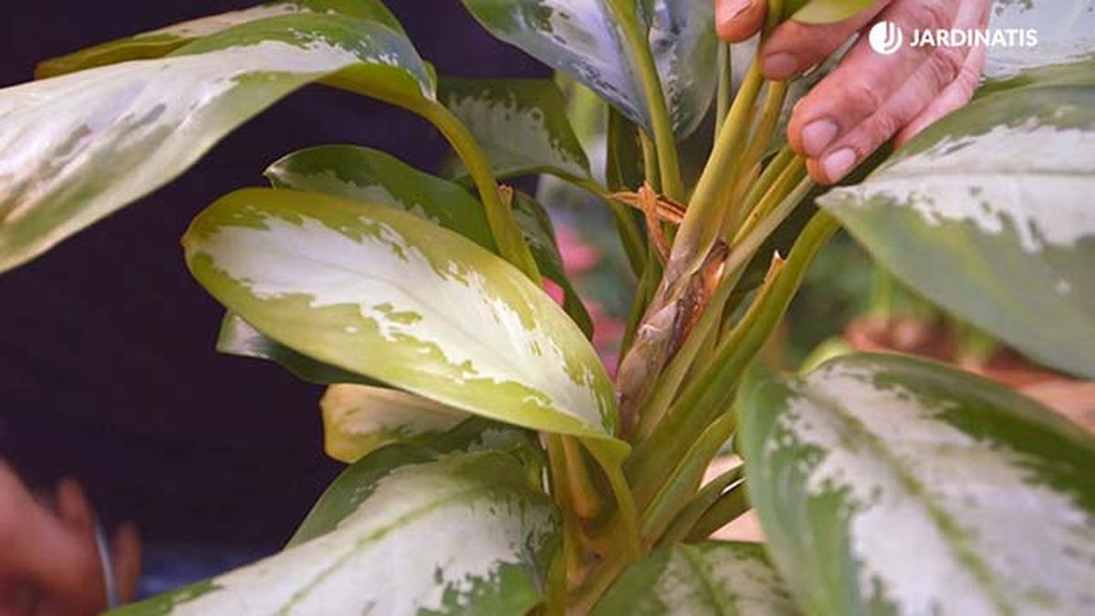 brico 0904 3 revitalizar plantas heladas aglaonema helada