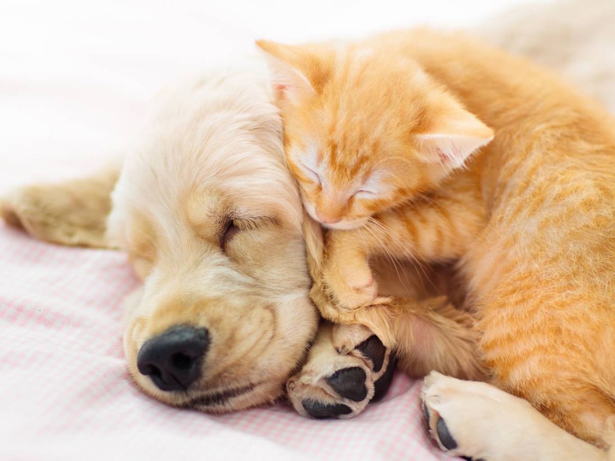 La esperanza de vida de un perro puede variar mucho de una raza a otra.