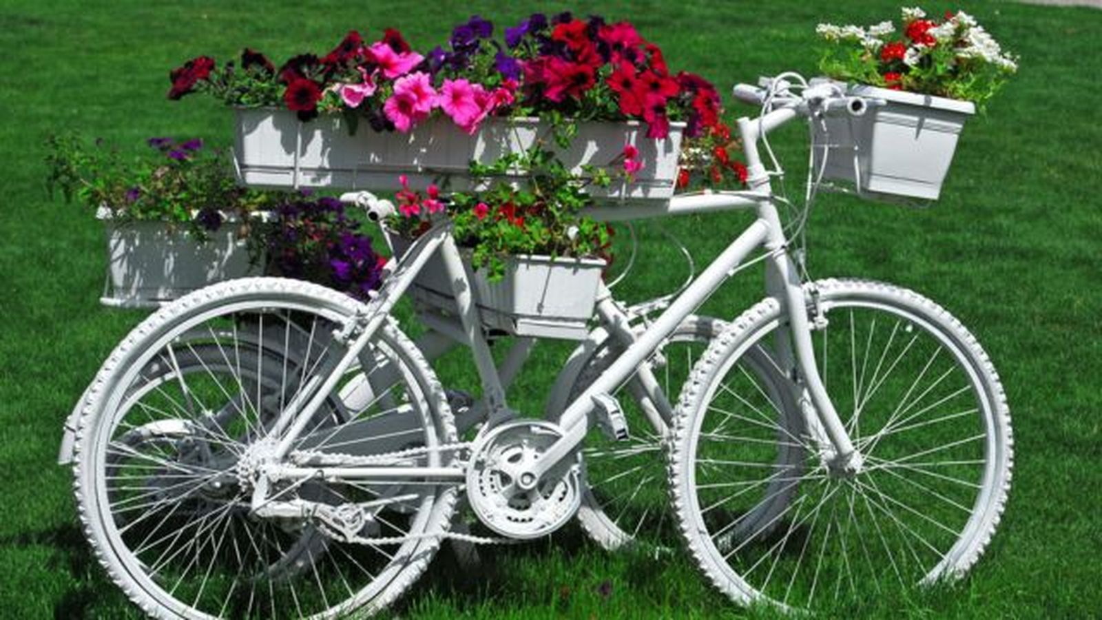 bicicleta pintada de blanco junto a flores en el jardin bicicleta pintada de blanco junto a flores en el jardin