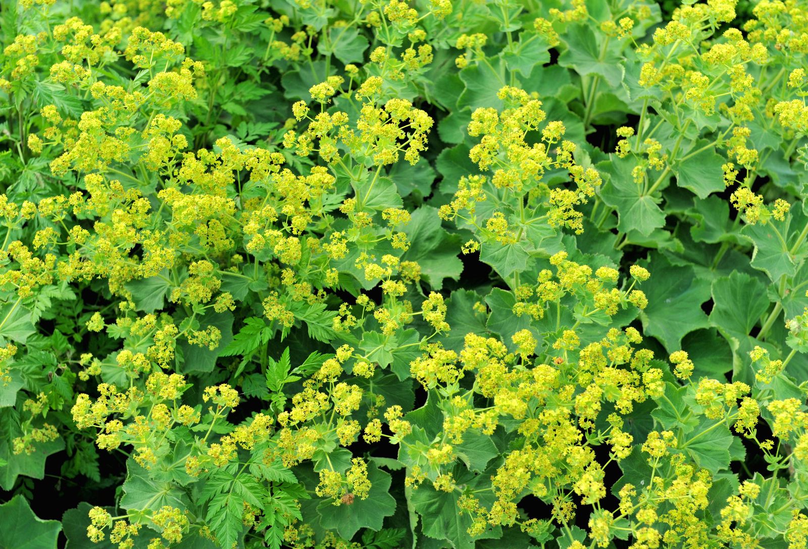 Parterre de plantas vivaces de floración amarilla Alchemilla mollis Parterre de plantas vivaces de floración amarilla Alchemilla mollis