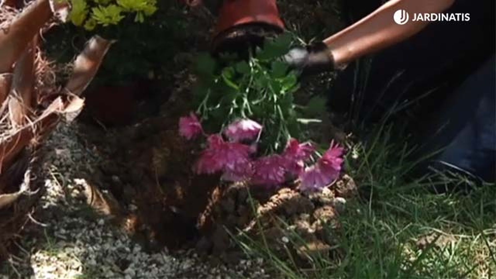 plantacion de crisantemos en el jardin 1 rosa en su jardin 013