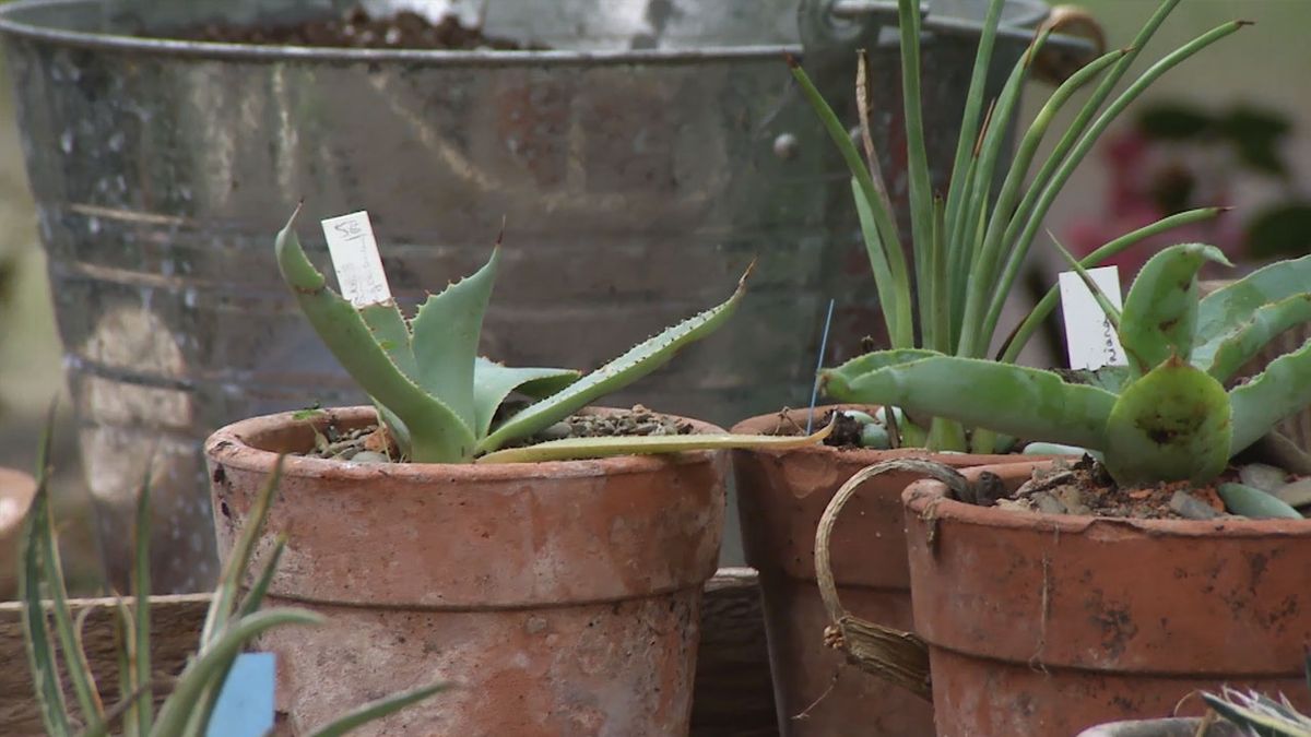 deco 767 nuevas variedades agave