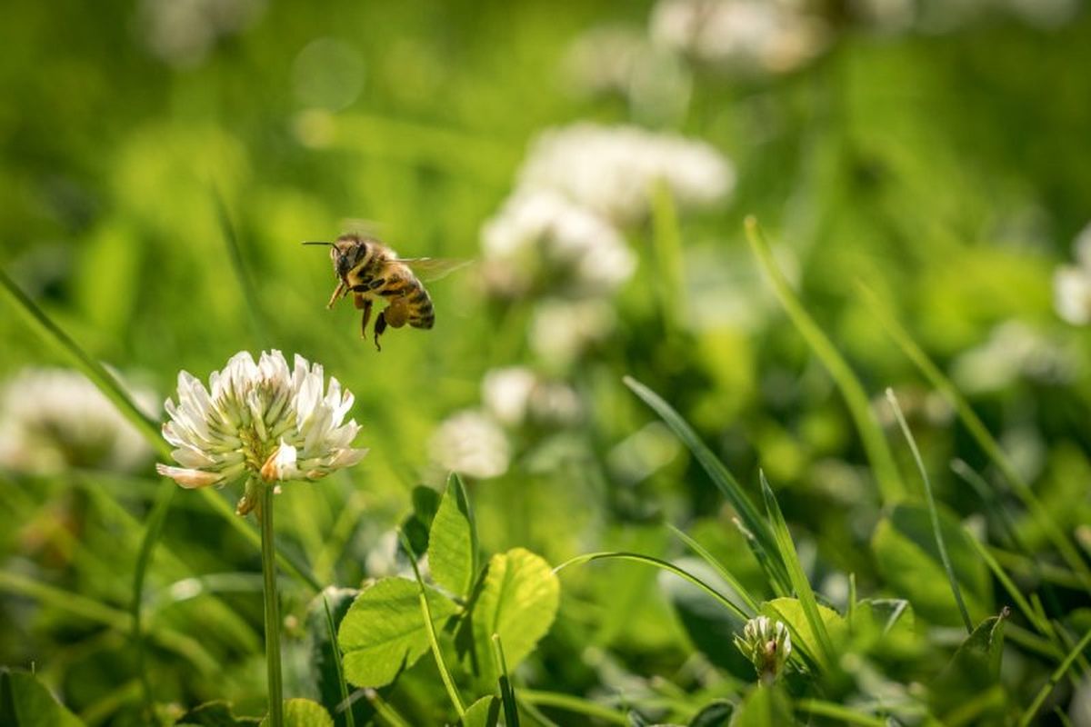 El césped de trébol atrae a los polinizadores como abejas y mariposas.