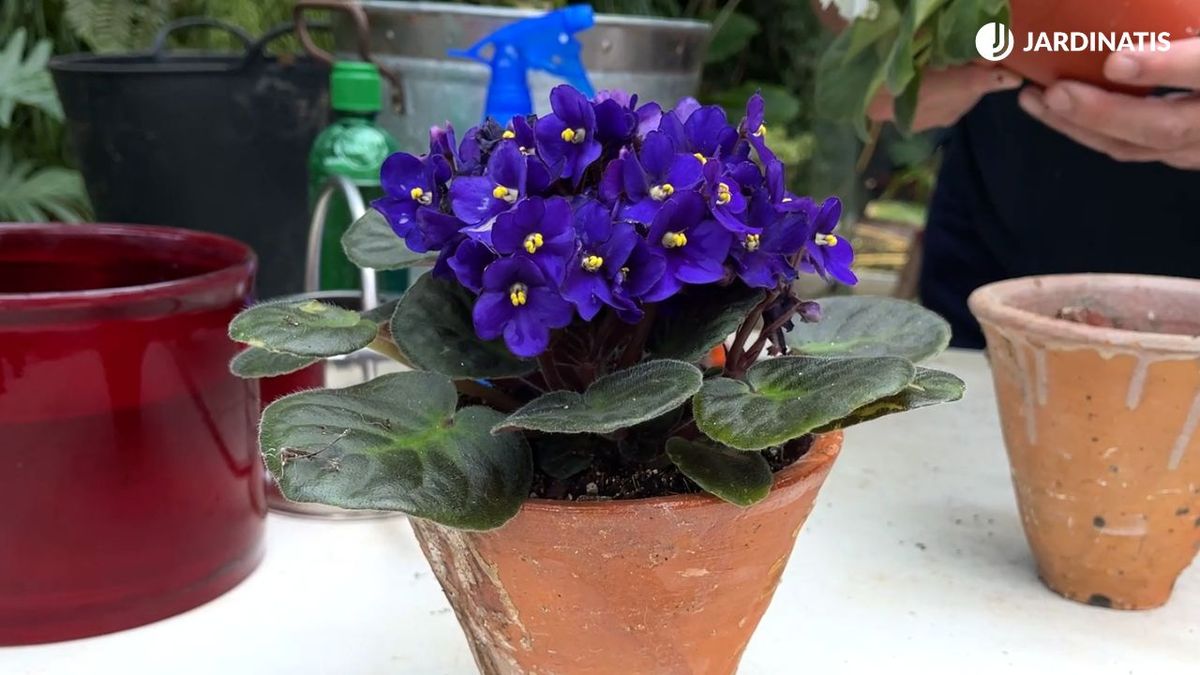 flores de la violeta africana jardinatis 23 28