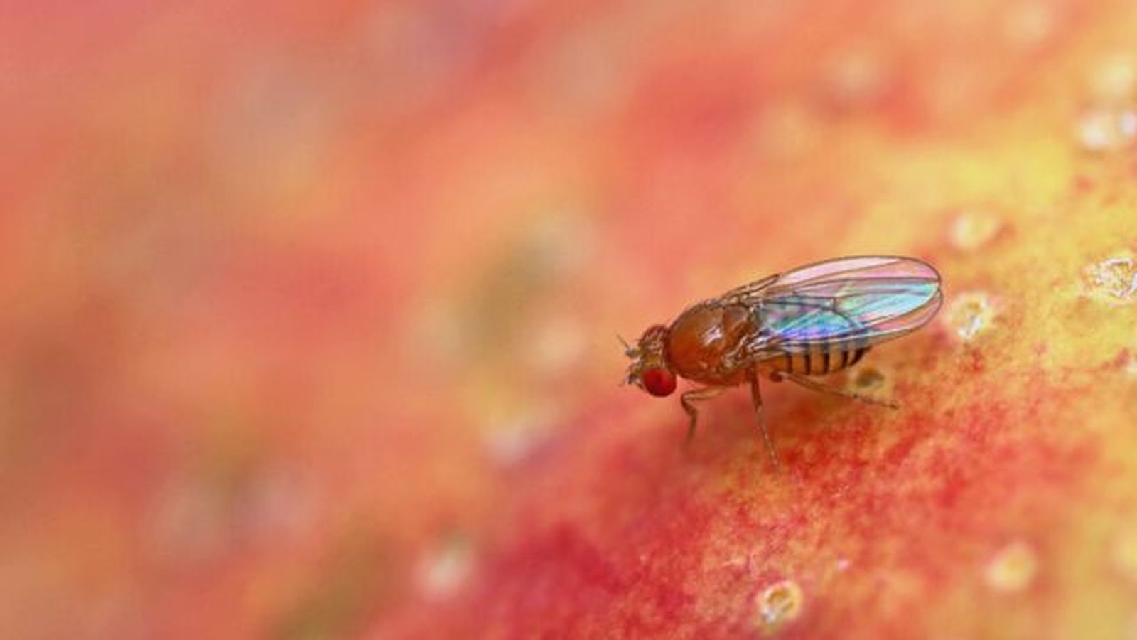 mosca de la fruta en manzana roja mosca de la fruta en manzana roja