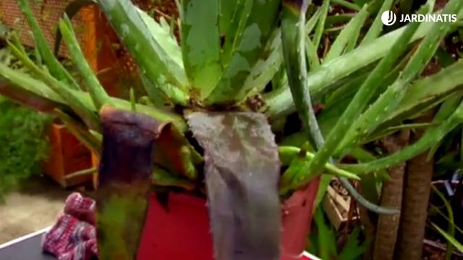 aloe vera manchas marrones