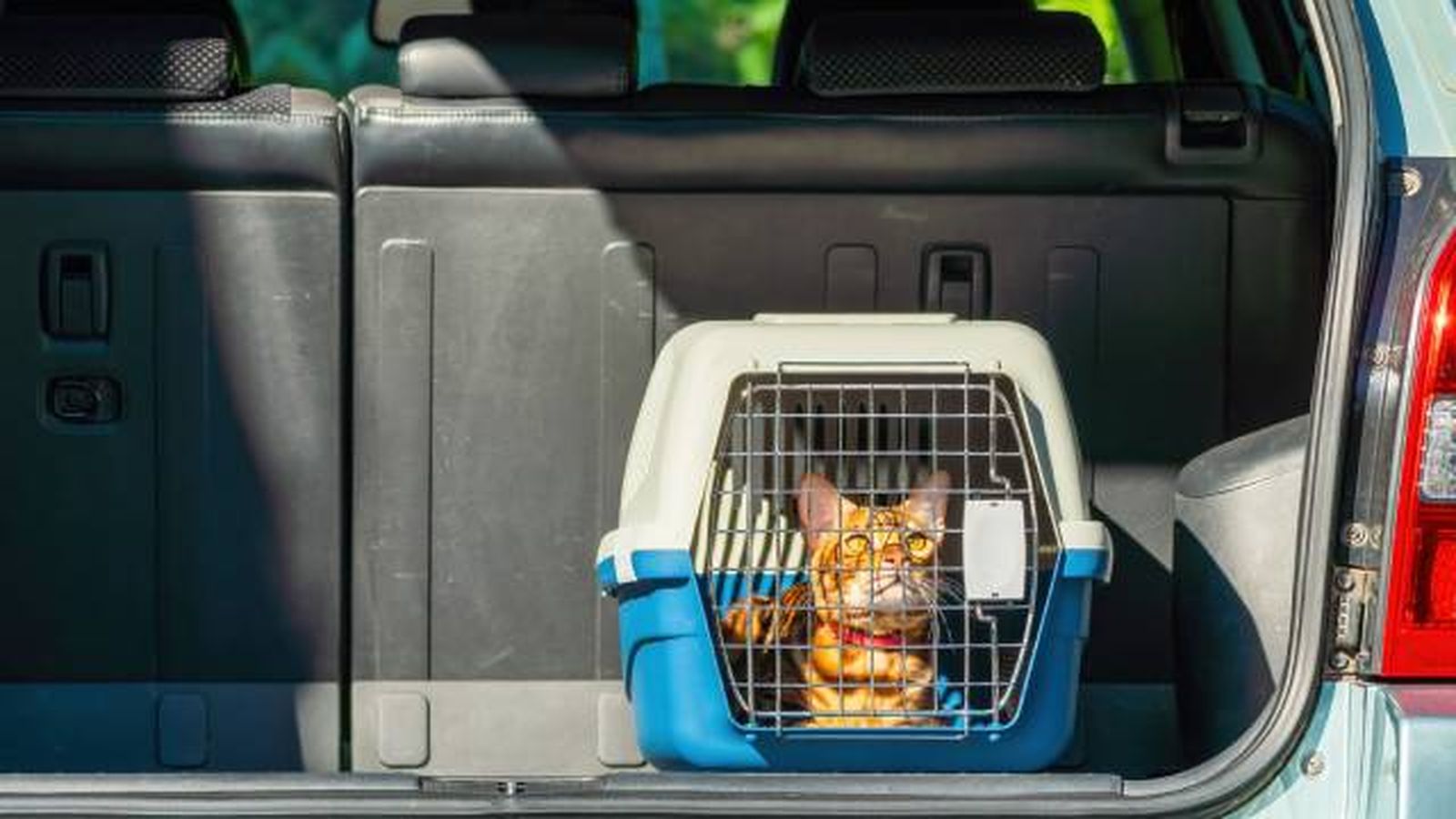 requisitos legales transporte animales mascotas empresas