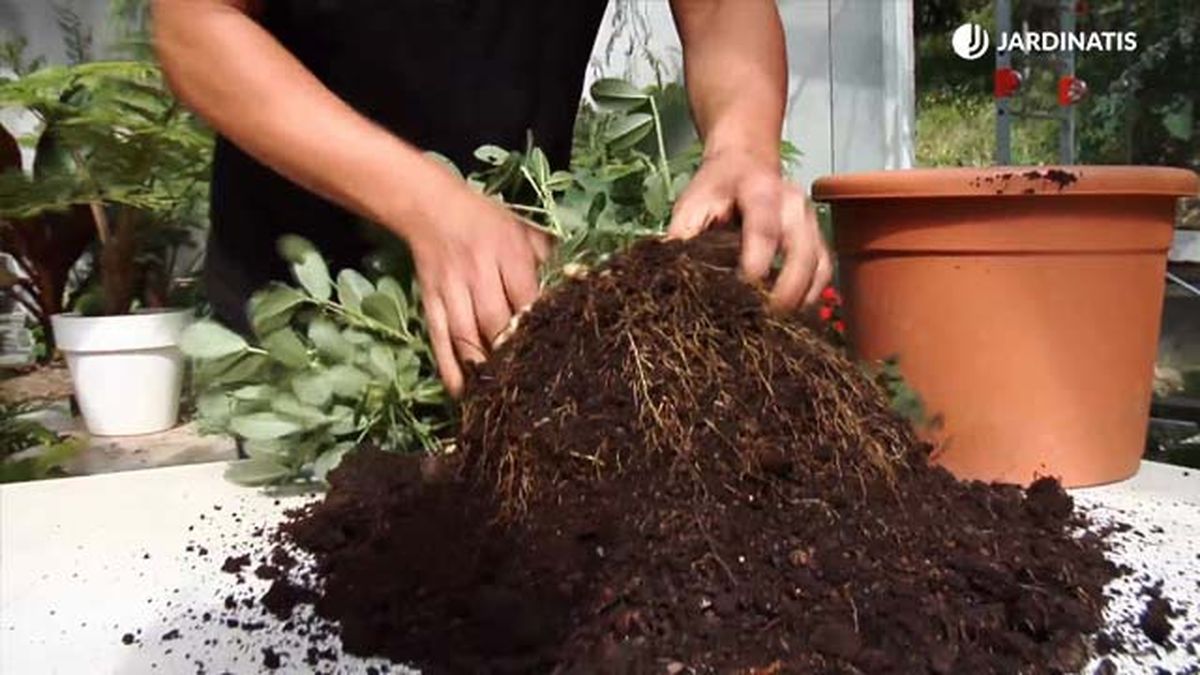 como se cultiva la planta del cacahuete recolecta xl brico 845