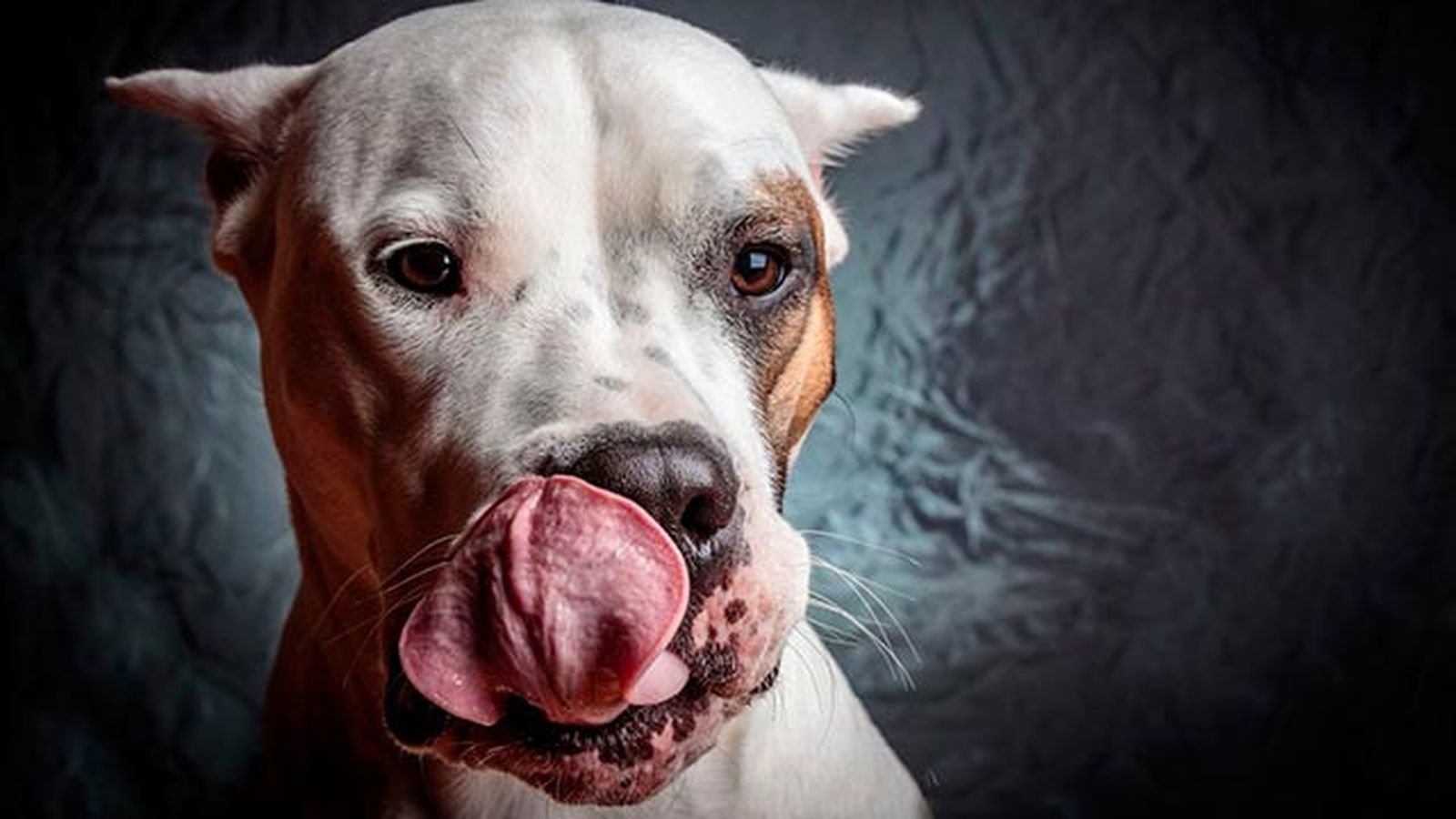 dogo argentino