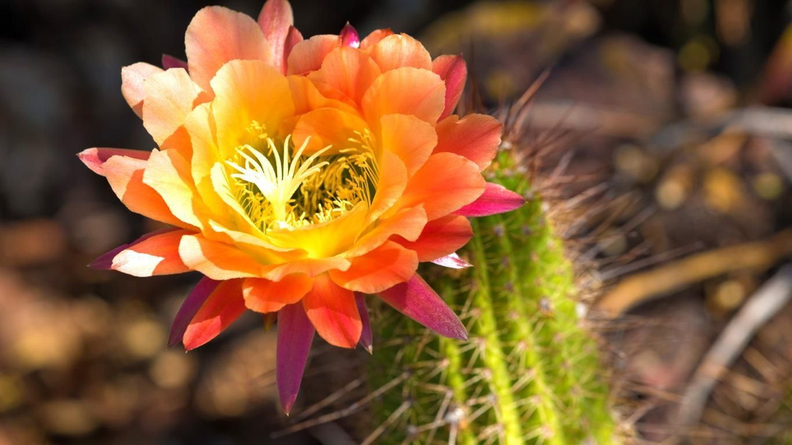 Cactus con flor naranja