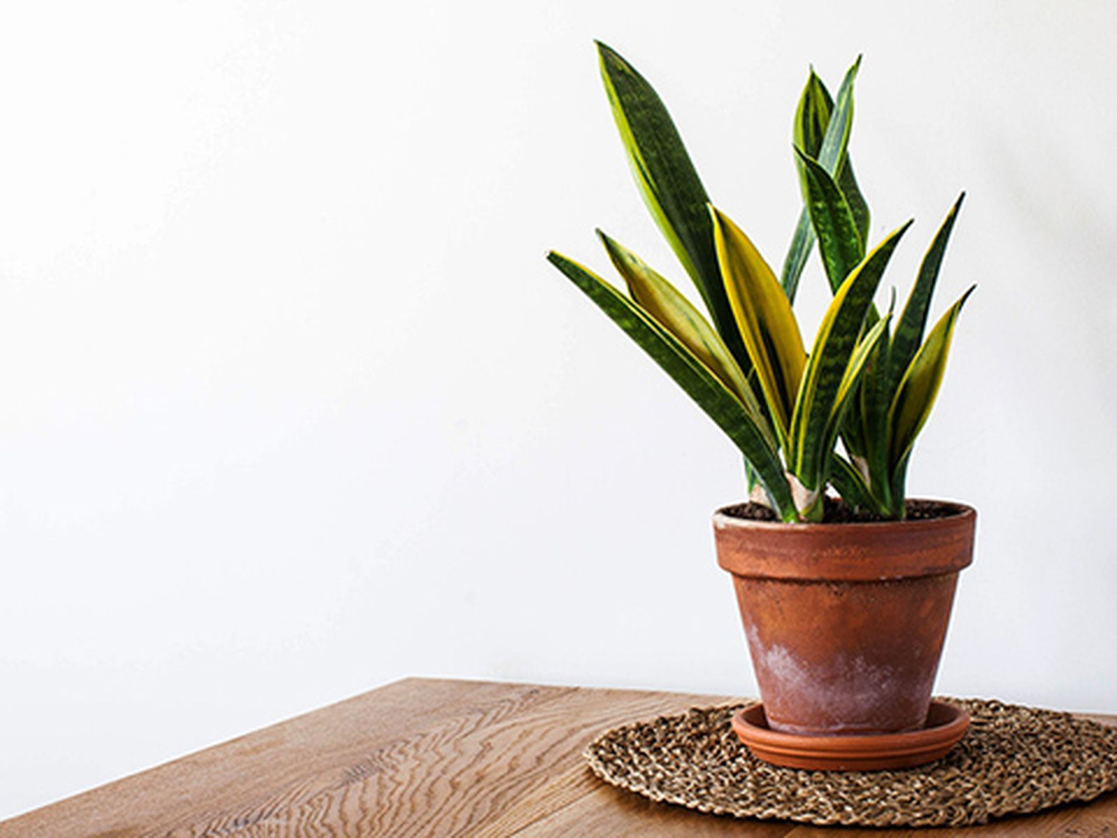 Planta sansevieria. 