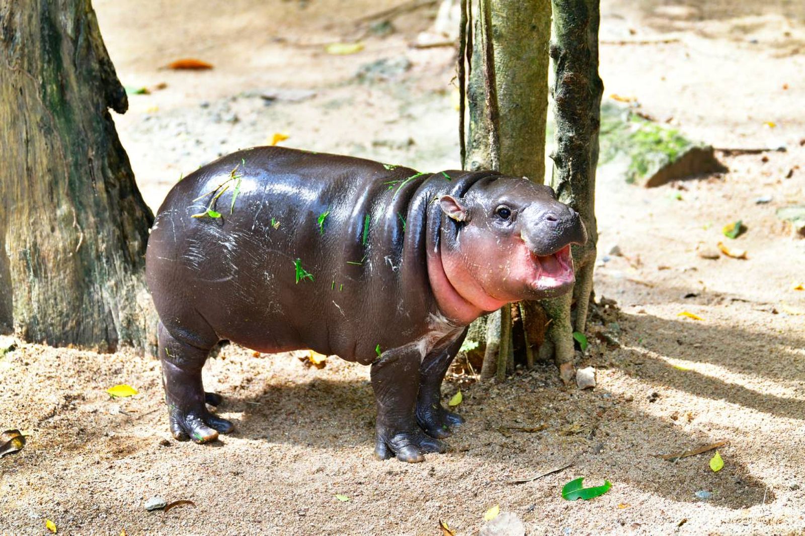 Una de las criaturas más curiosas del mundo animal es el hipopótamo recién nacido.
