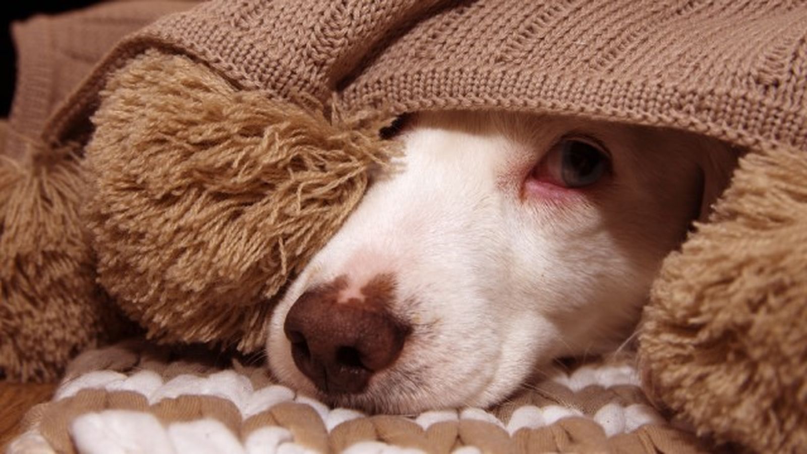 como saber si mi perro tiene fiebre 9 como saber si mi perro tiene fiebre 9
