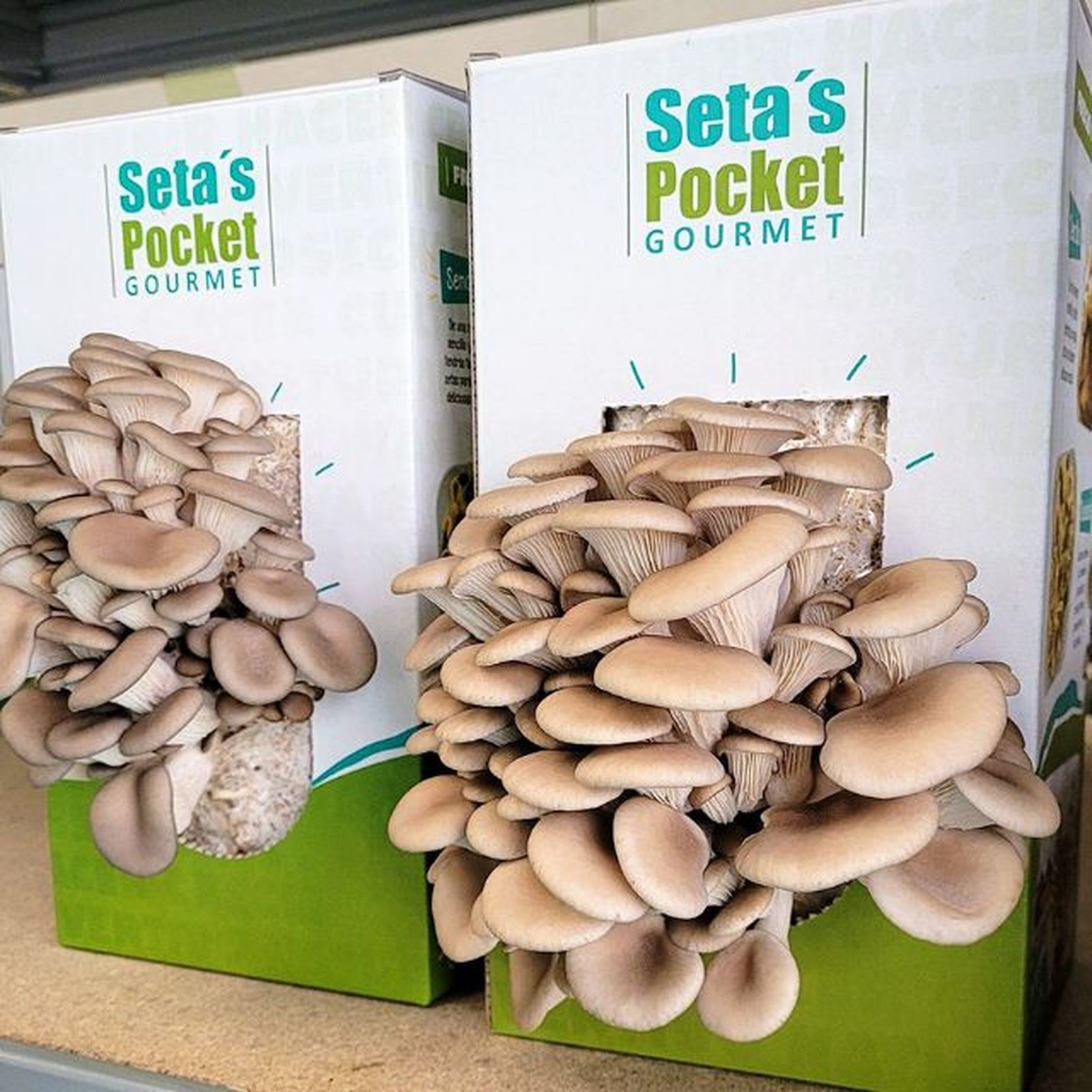 Kit autocultivo de setas de Seta's pocket gourmet