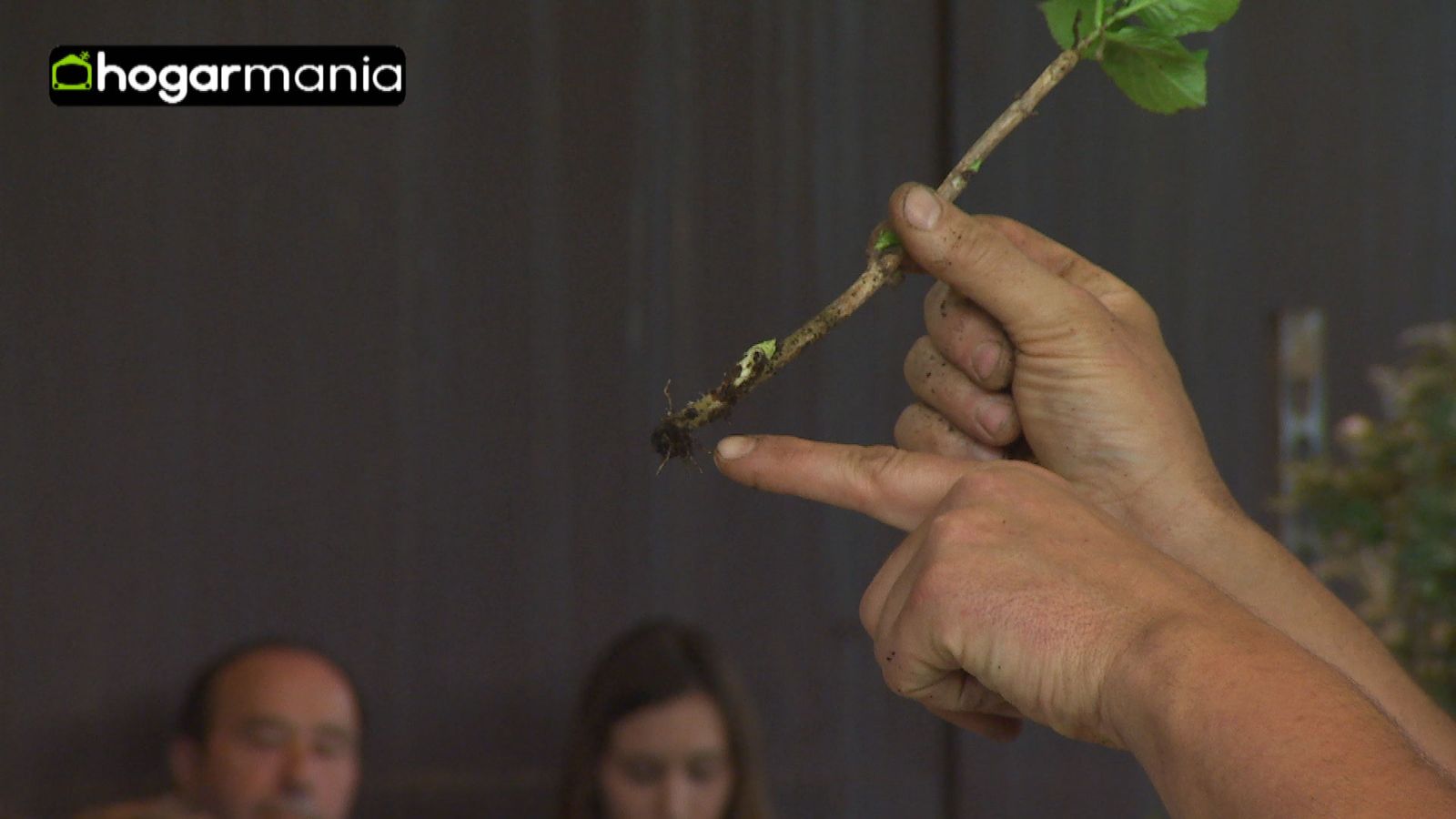 como reproducir plantas xl como reproducir plantas xl