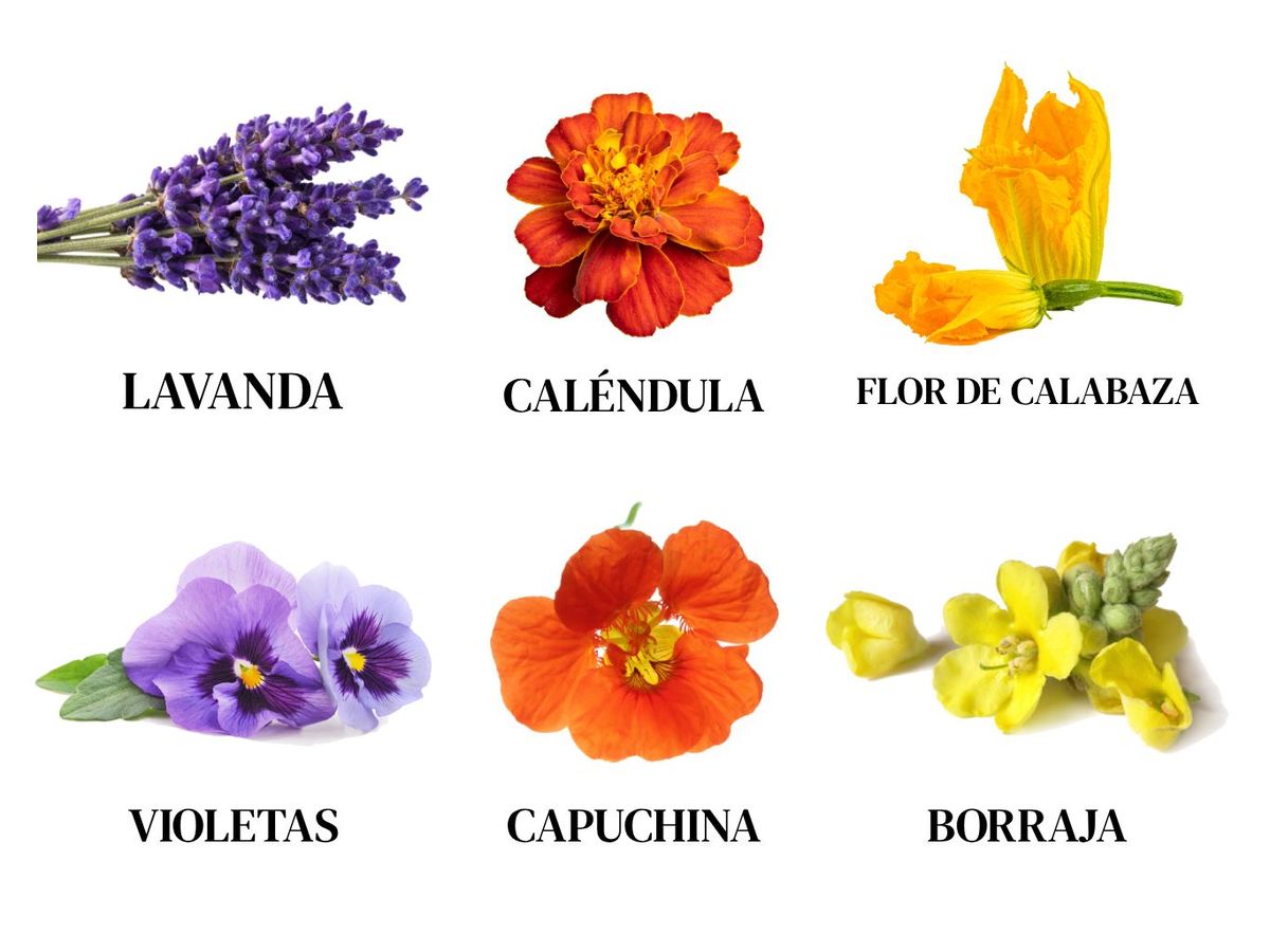 Flores comestibles