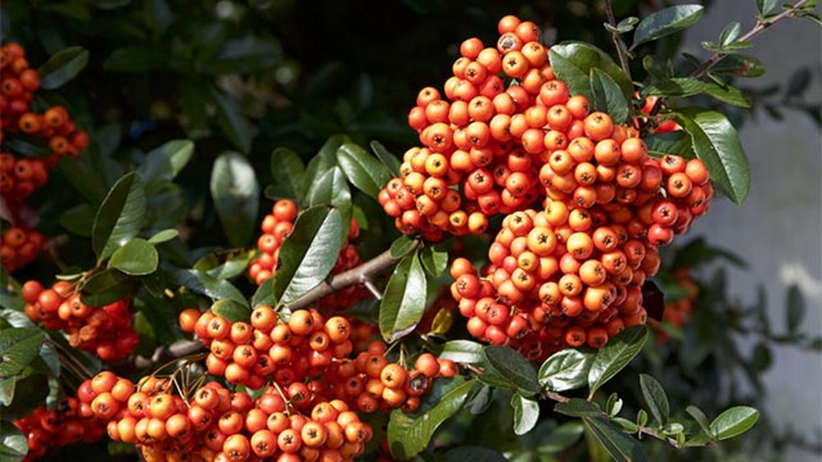 Pyracantha coccinea resistente altas bajas temperaturas