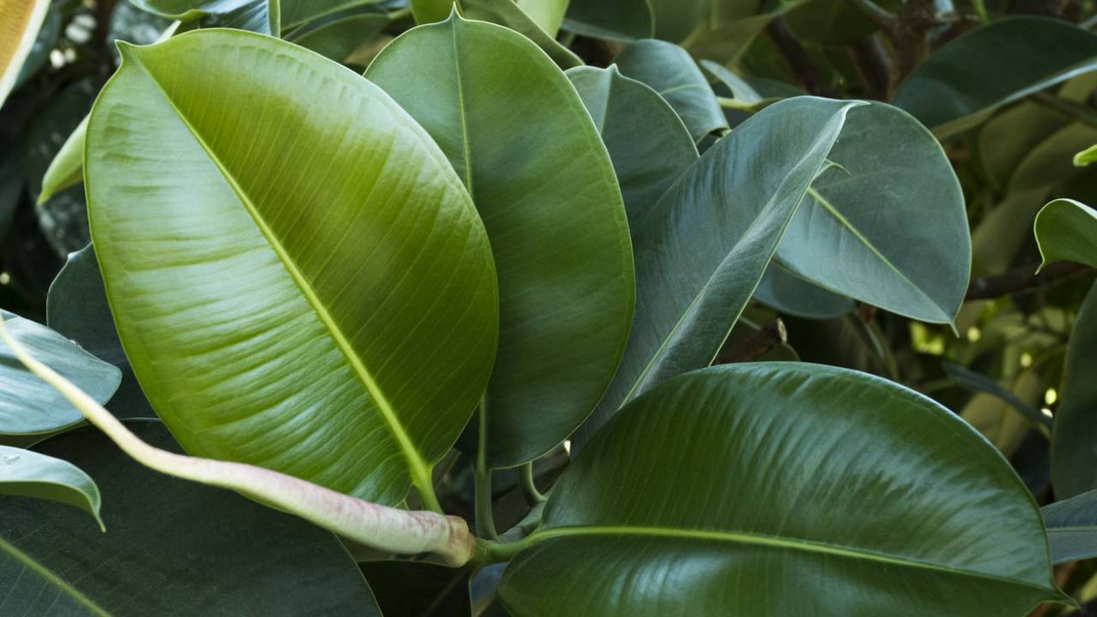 ficus robusta xl