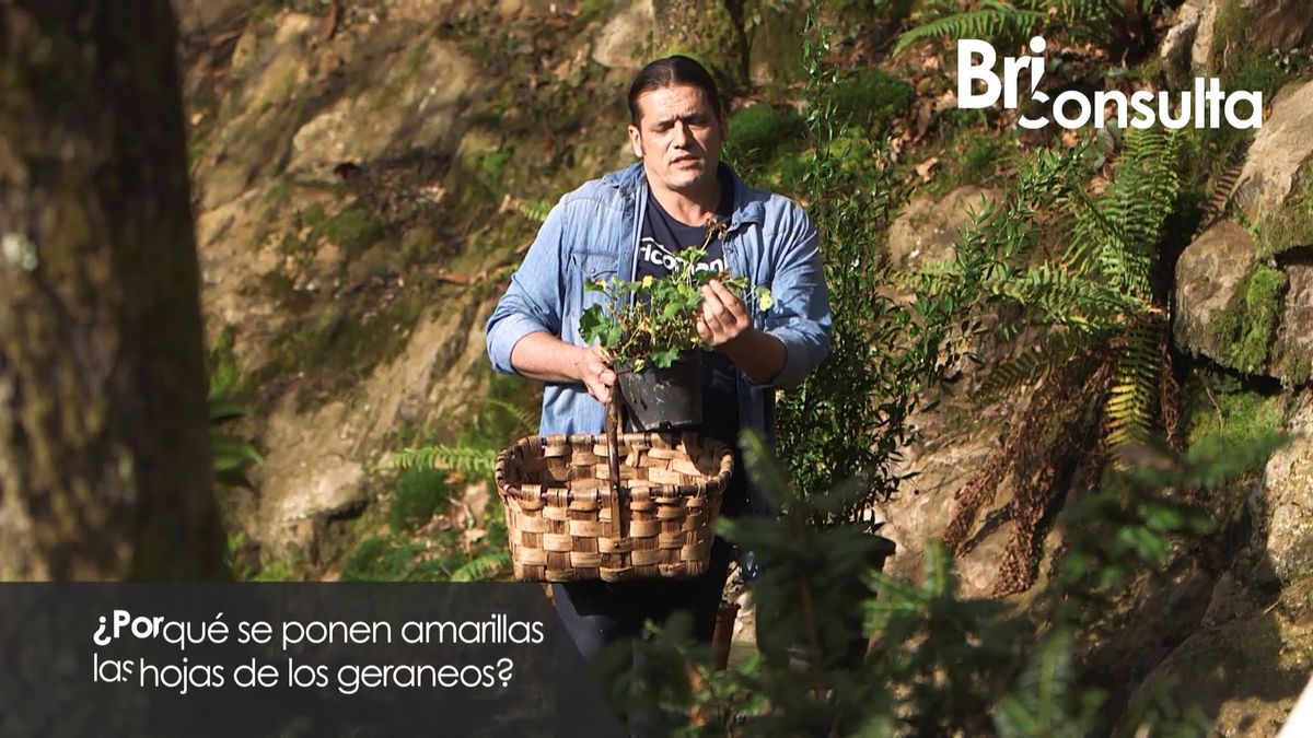 975 jardineria briconsulta hojas amarillas xl