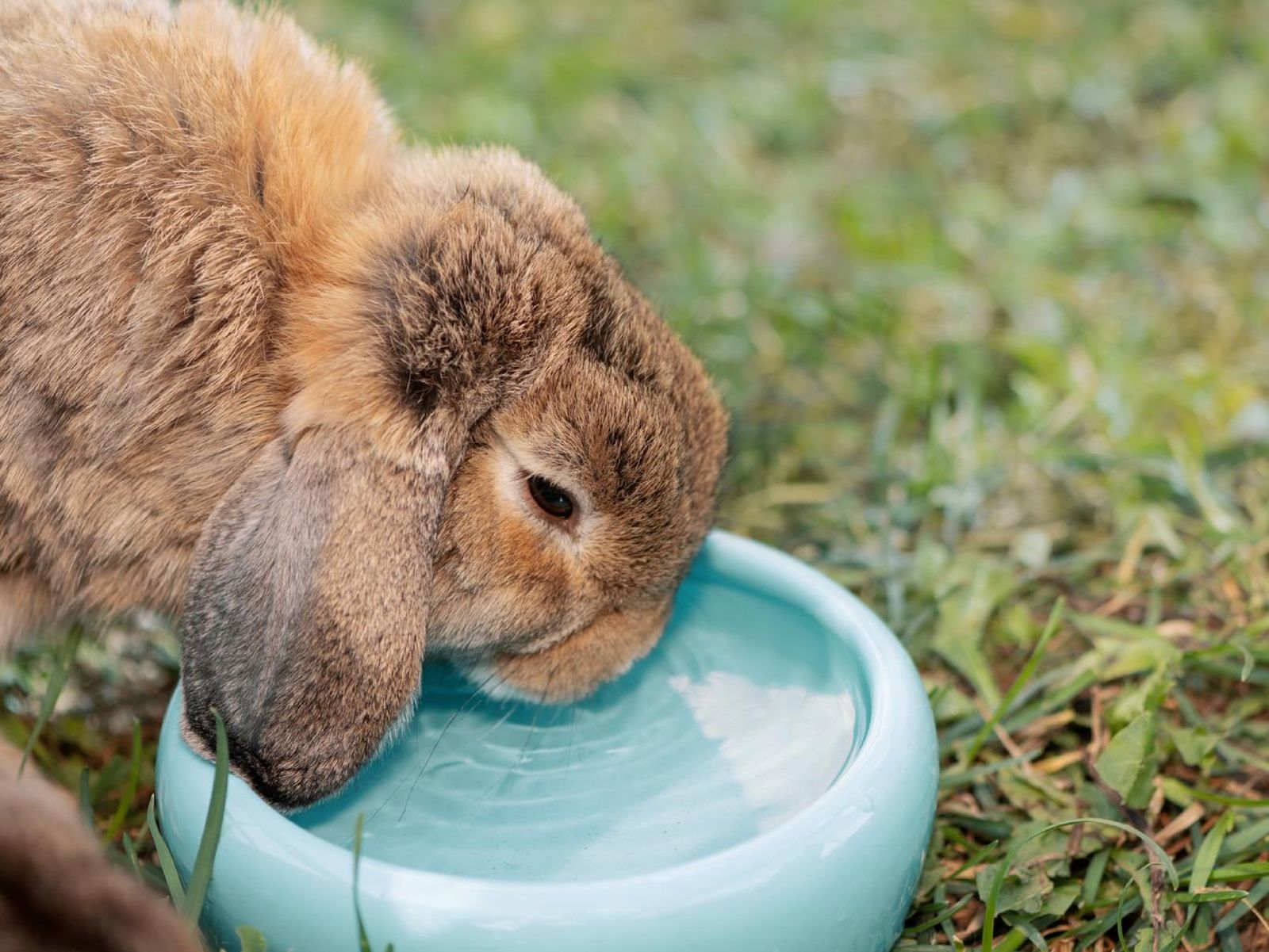 Los conejos deben tener el agua fresca y limpia.