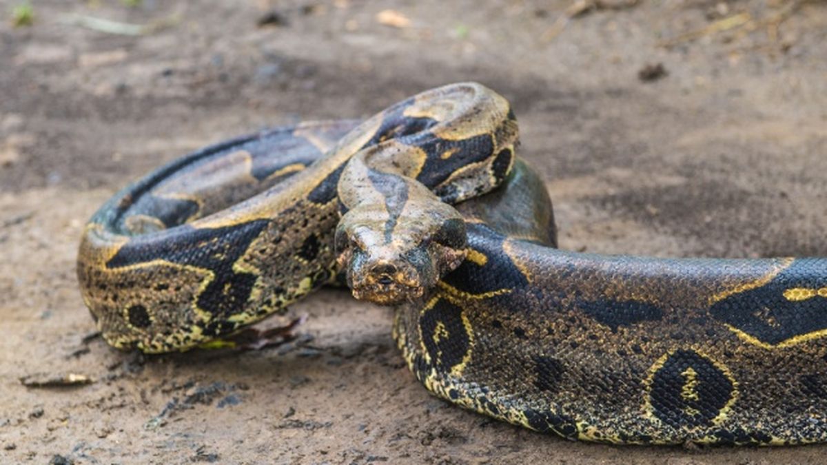 animales nocturnos boa