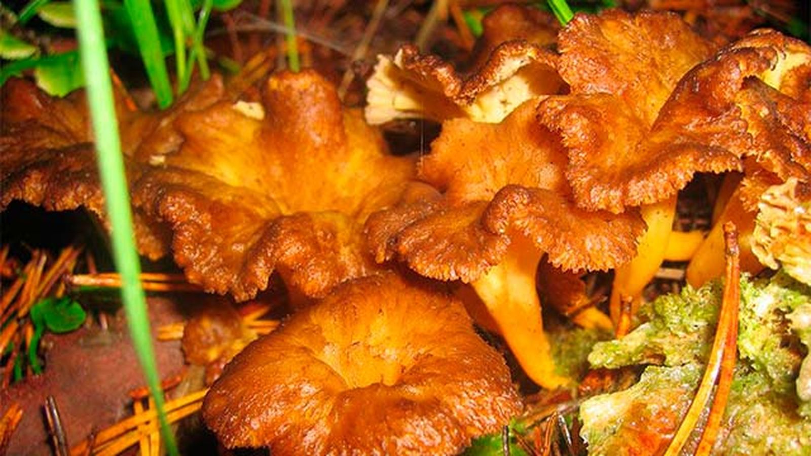 setas comestibles trompeta amarilla setas comestibles trompeta amarilla