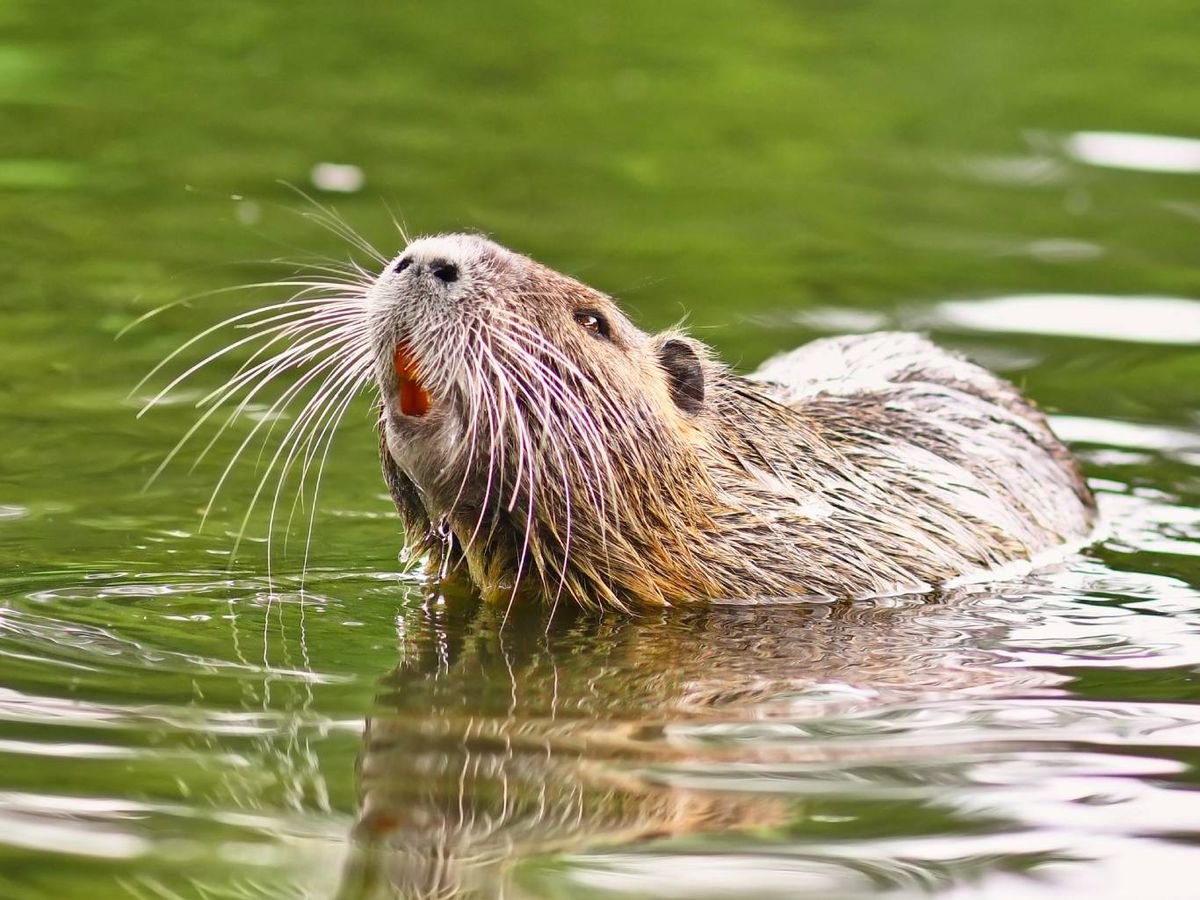 La nutria (Lutra lutra) es una de las verdaderas estrellas del mundo animal.