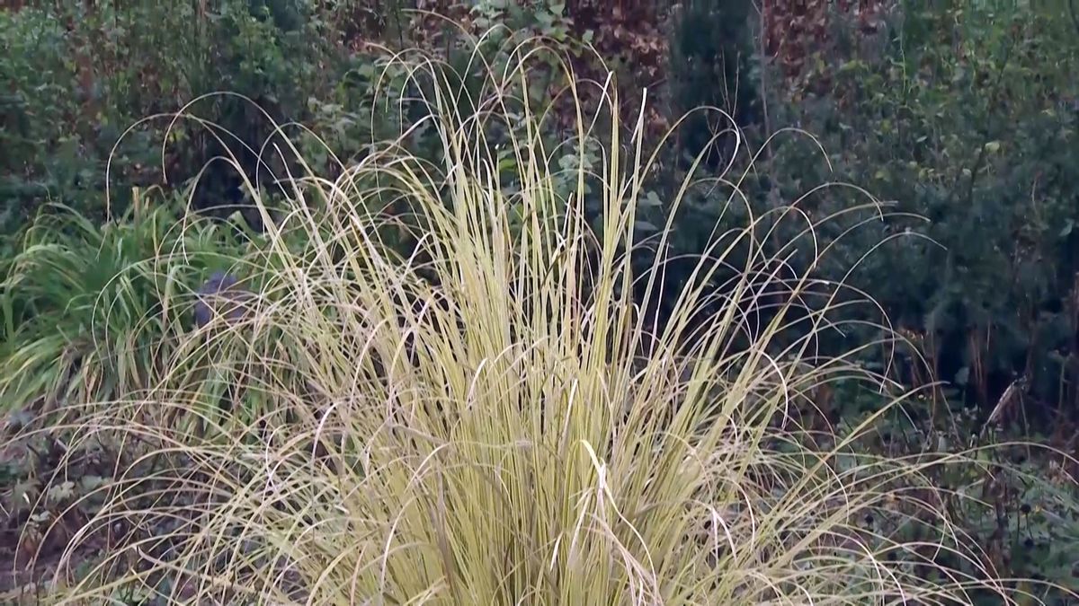 deco 684 hierba pampa hibrido