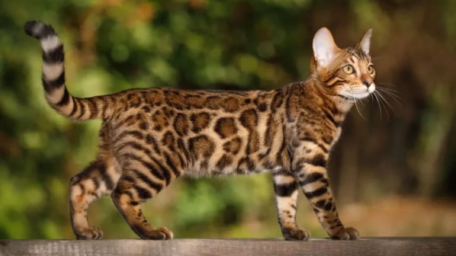 gatos hipoalergenicos bengali gatos hipoalergenicos bengali