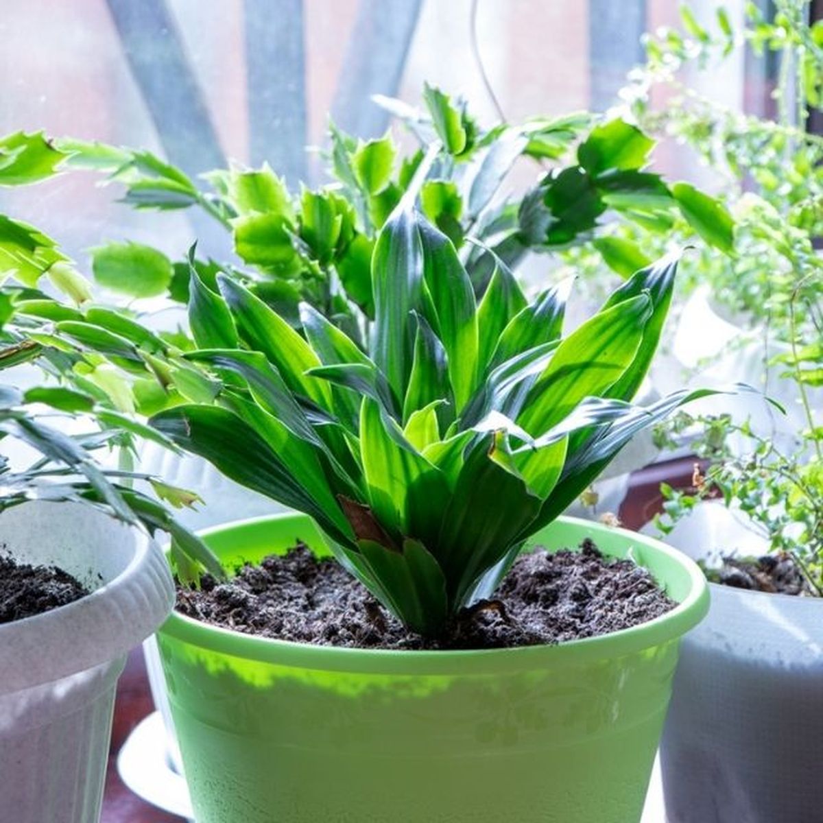 aspidistra planta perfecta si vives solo
