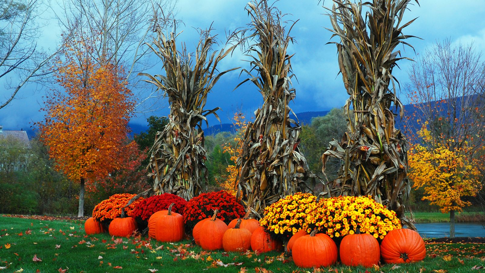 crisantemos calabazas decorar jardin