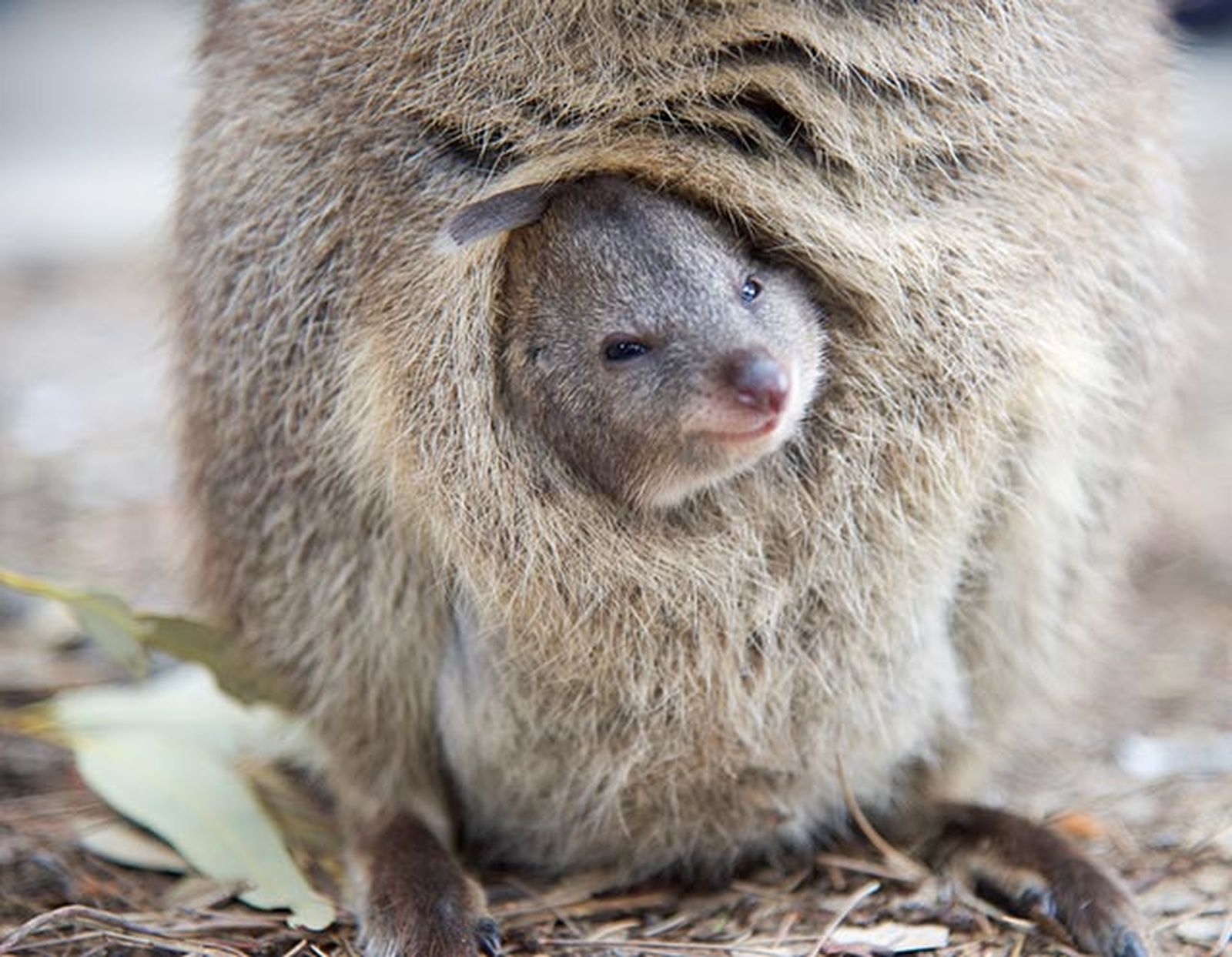 quokka 1 cria quokka 1 cria
