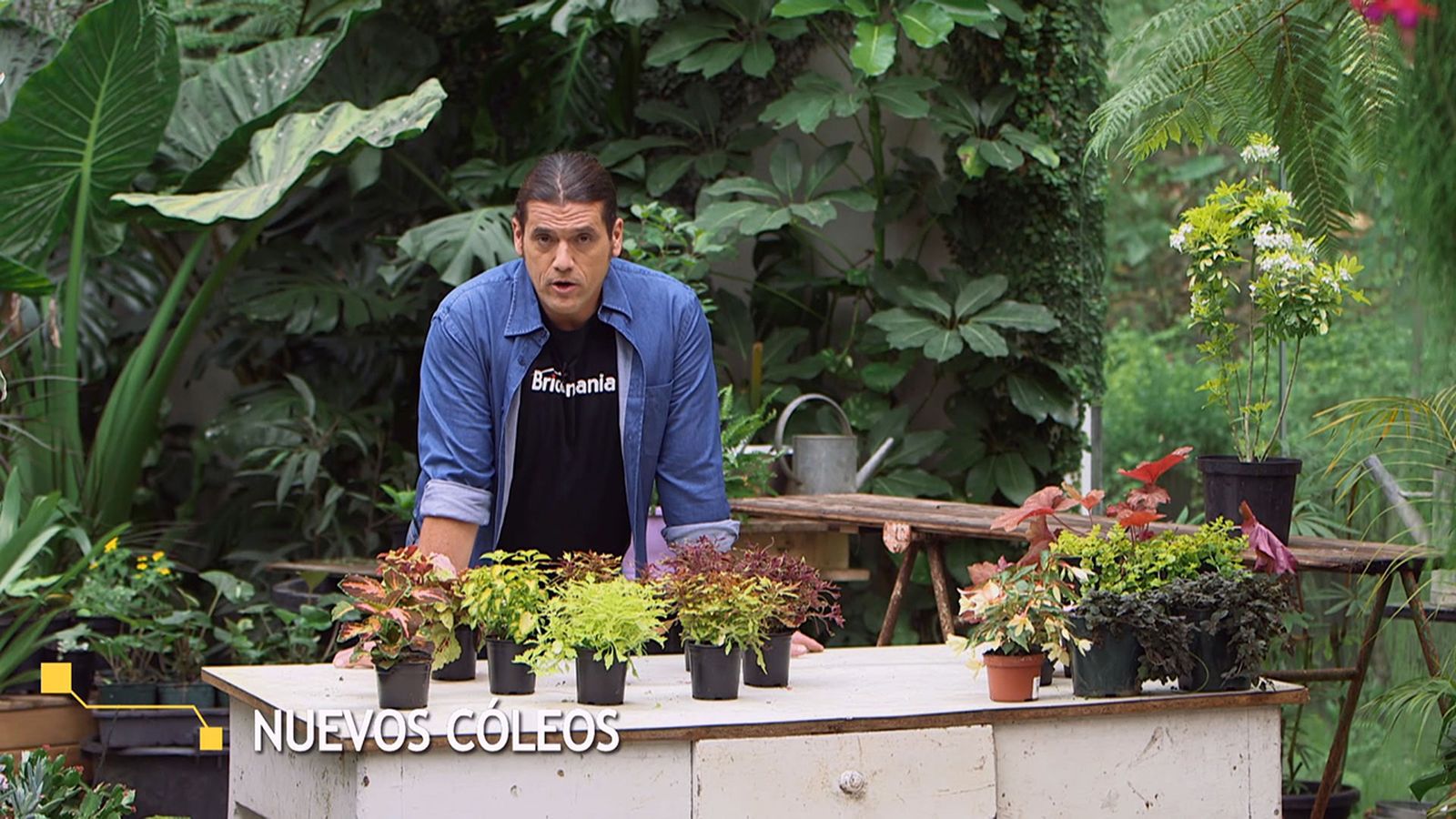 brico 957 3 variedades coleos inicio