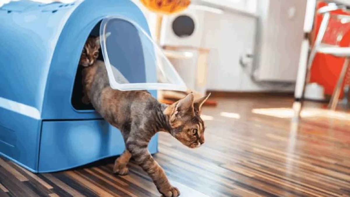 areneros cerrado para gatos (1)