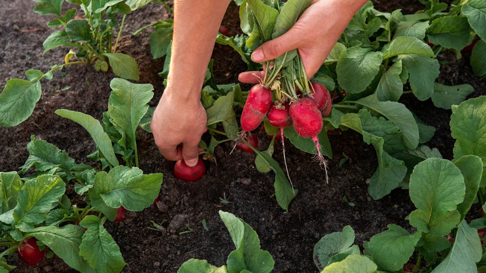 agricultura ecologica en que consiste agricultura ecologica en que consiste